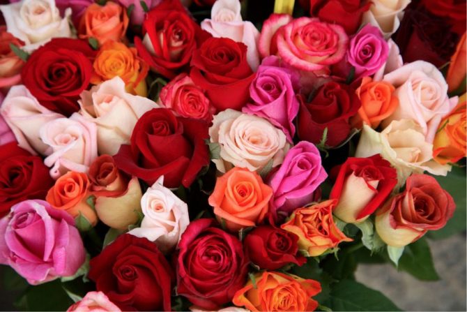 Flores comestibles: rosas
