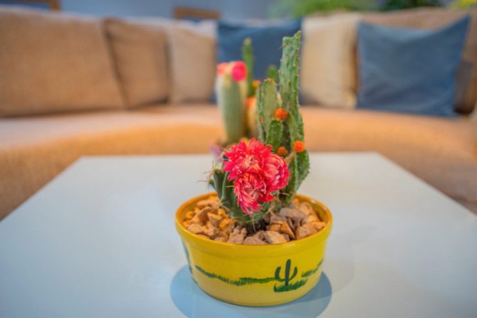 Cuál es el significado de los cactus