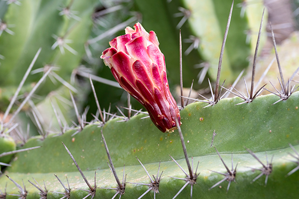 arbol de pitaya mexicana