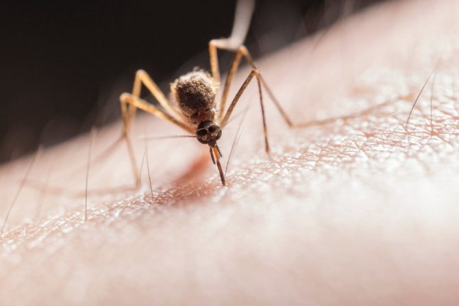 Remedios caseros contra los piquetes de mosquitos