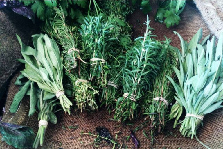 Plantas medicinales que se usan en el temazcal (beneficios)