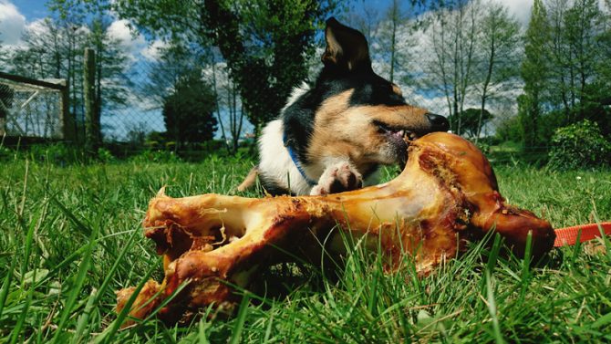 cuales son los mejores huesos naturales para perros
