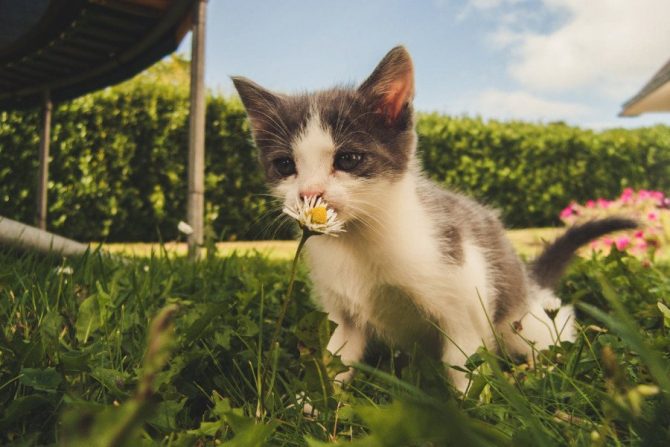 Para qué sirve la hierba para gatos