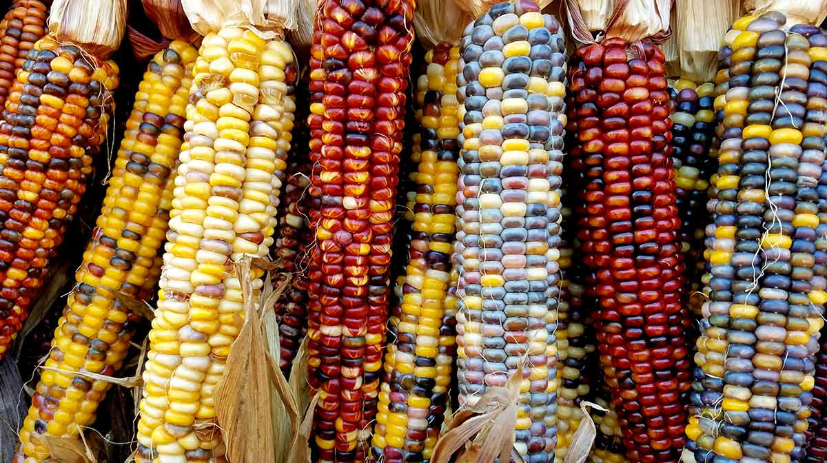 La leyenda del maíz y otros datos interesantes de este alimento mexicano.