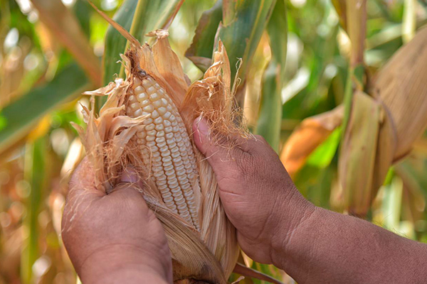 Milpa
