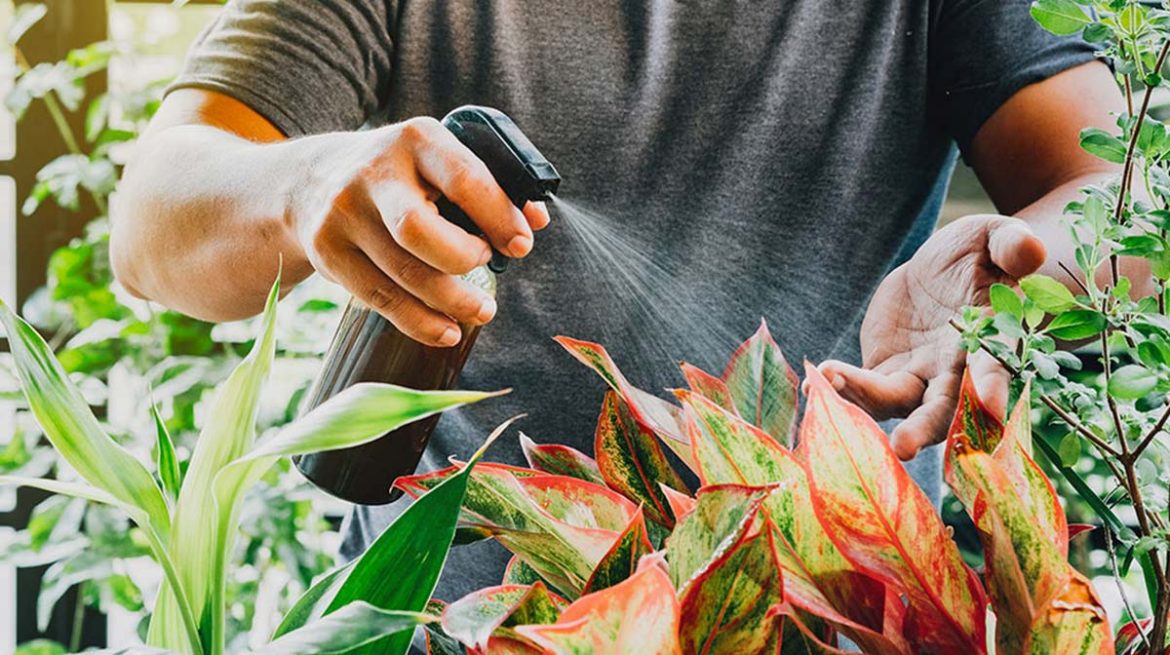 Vinagre de manzana orgánico