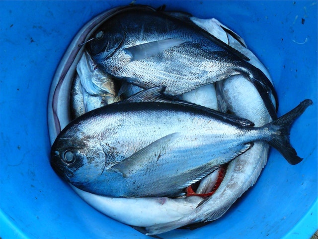 pescados dieta blanda
