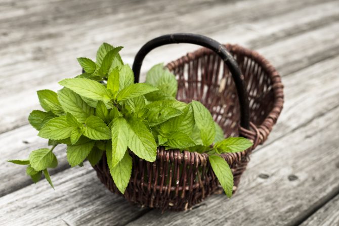 planta de menta