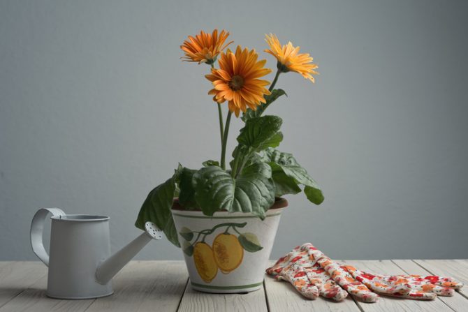 plantas para quitar malos olores en el baño gerbera