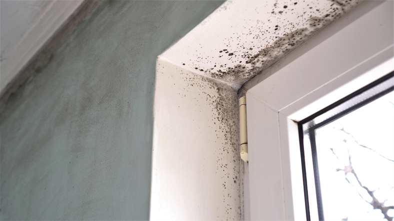 cómo quitar las manchas de humedad en las paredes con productos naturales