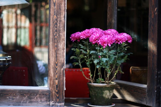 crisantemo plantas que resisten el frío