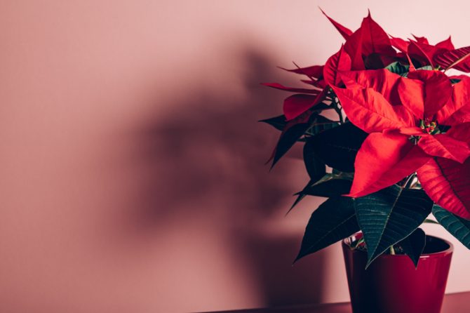 por qué la flor de nochebuena es tóxica para las mascotas