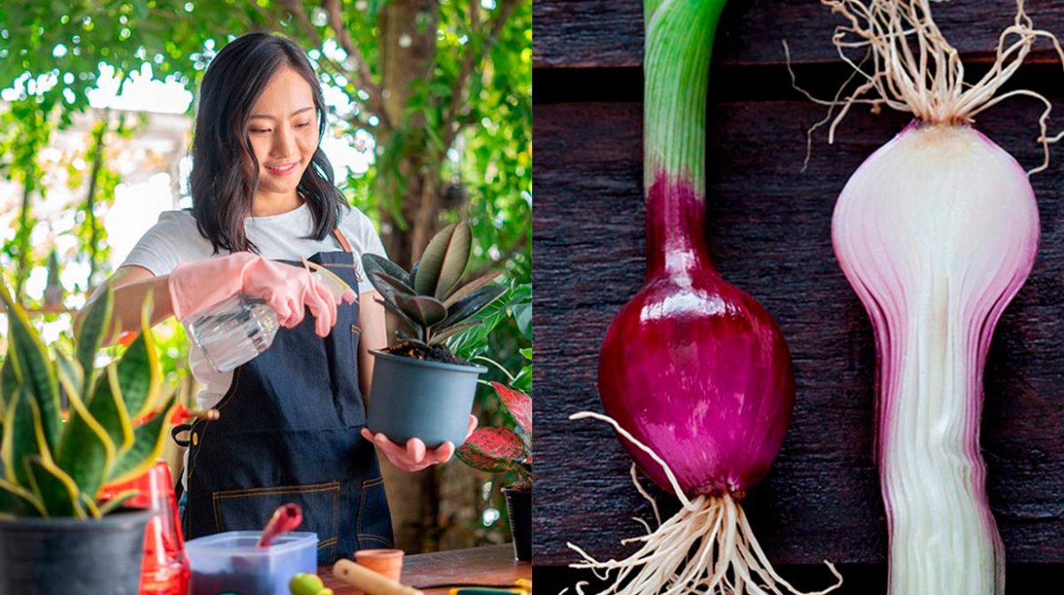 Para qué sirve la cebolla