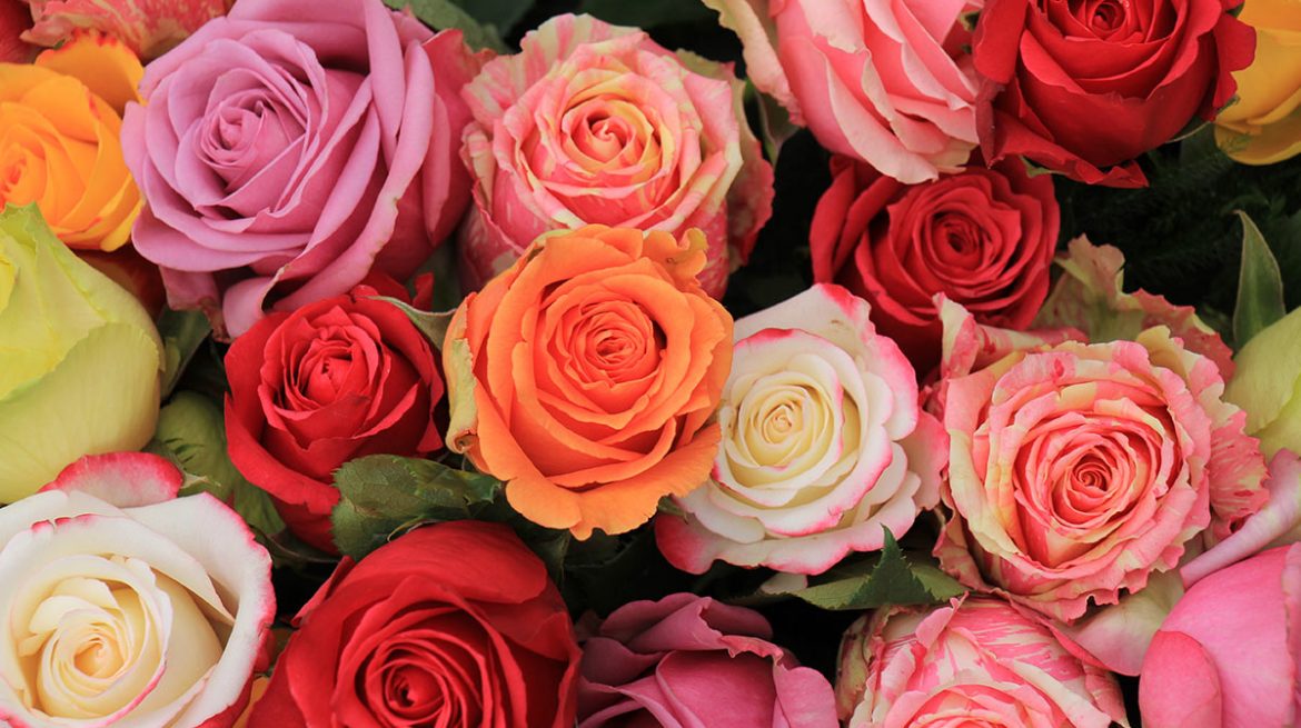 Qué significan los colores de las rosas