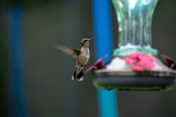 Néctar para colibríes