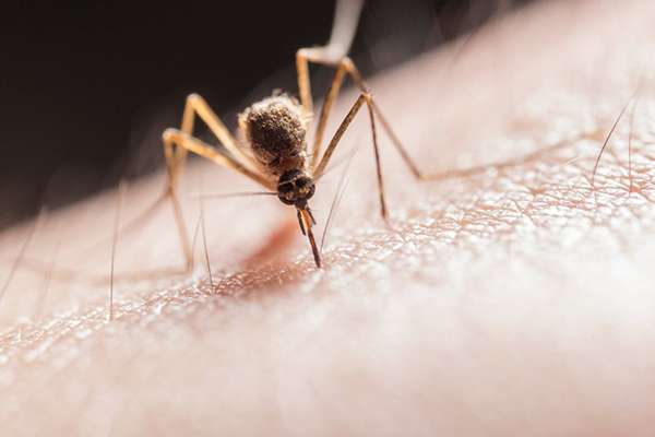 Mosquito