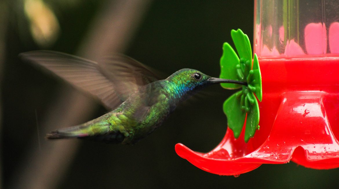 Néctar para colibríes