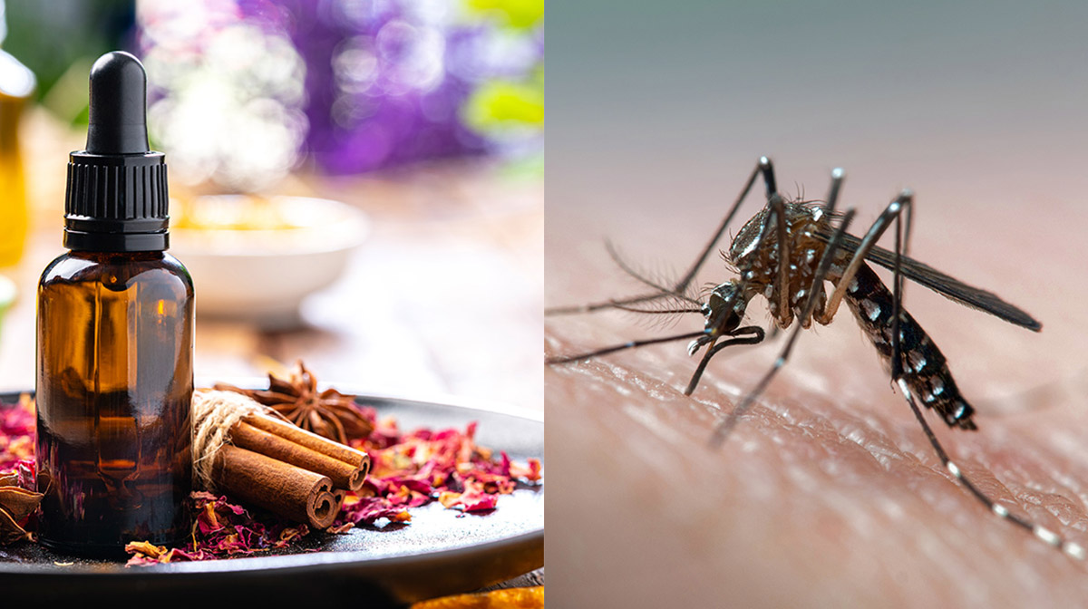 Perder Confidencial pastel Repelente de mosquitos con canela casero: aprende a prepararlo