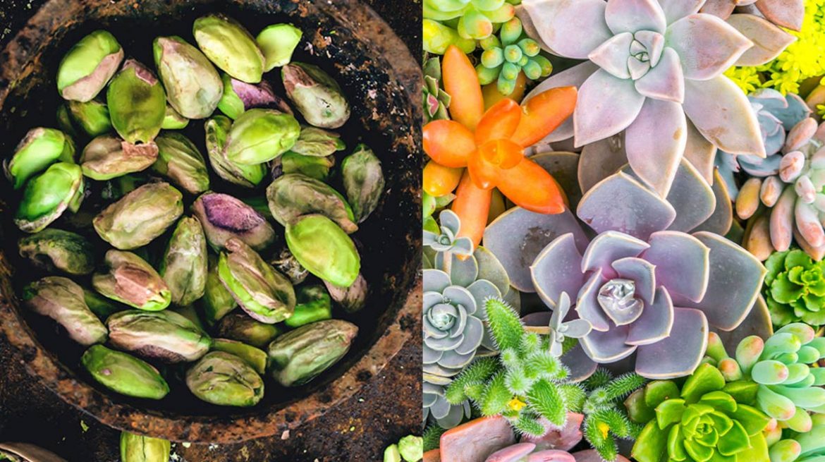 Abono orgánico para suculentas de pistache