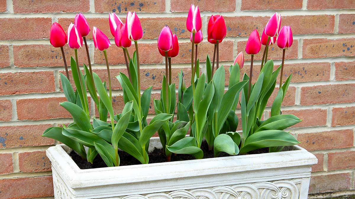 tulipanes en maceta | Cocina Fácil