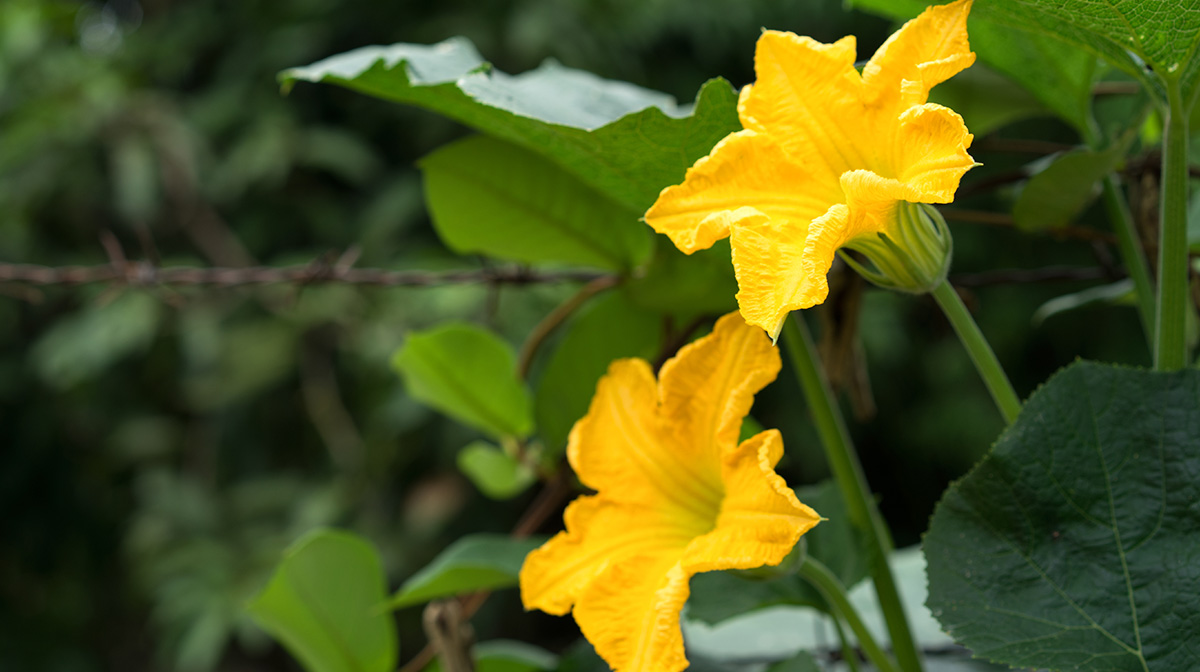 Flores de calabaza cómo cultivarlas en una maceta Flores de calabaza cómo cultivarlas en una maceta