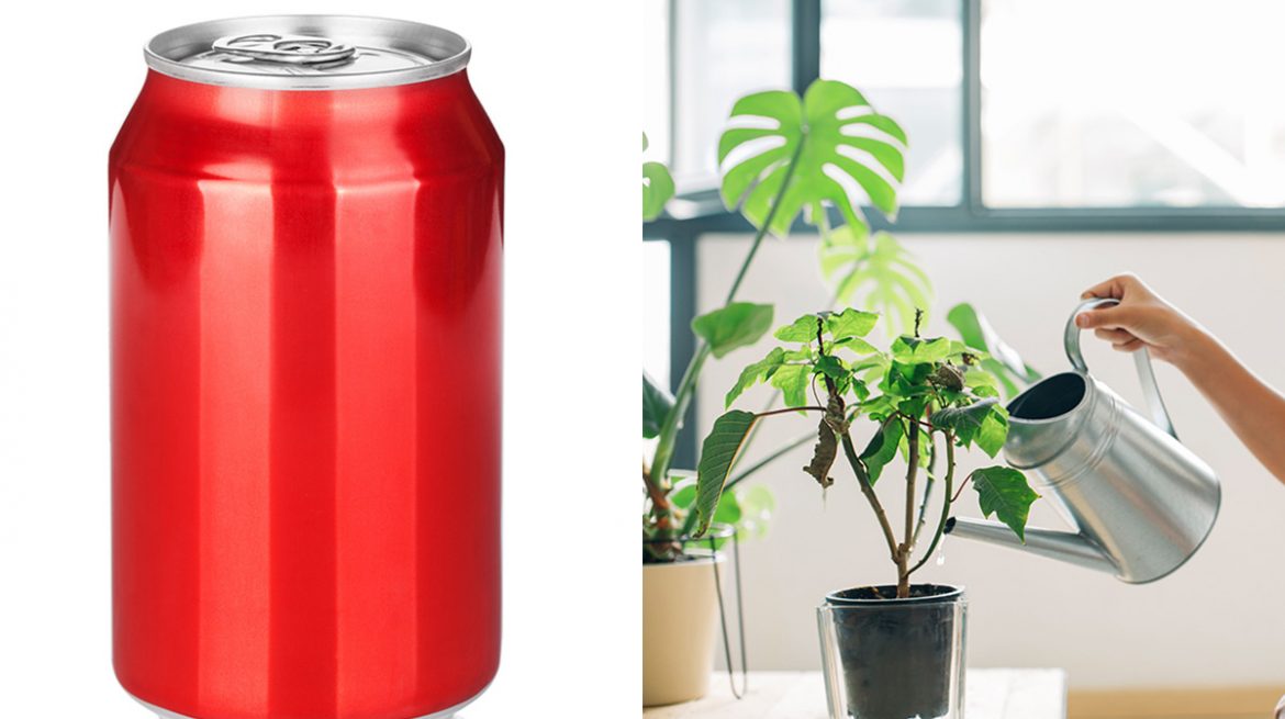 Cómo regar plantas con una lata de refresco