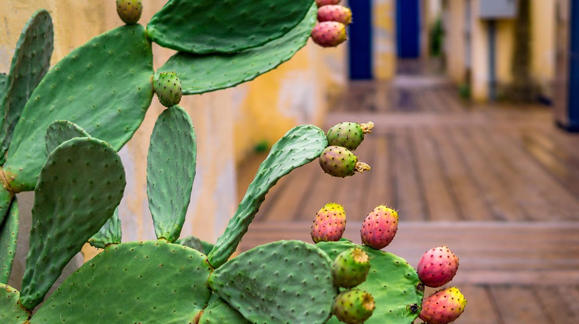 Para qué sirve el nopal