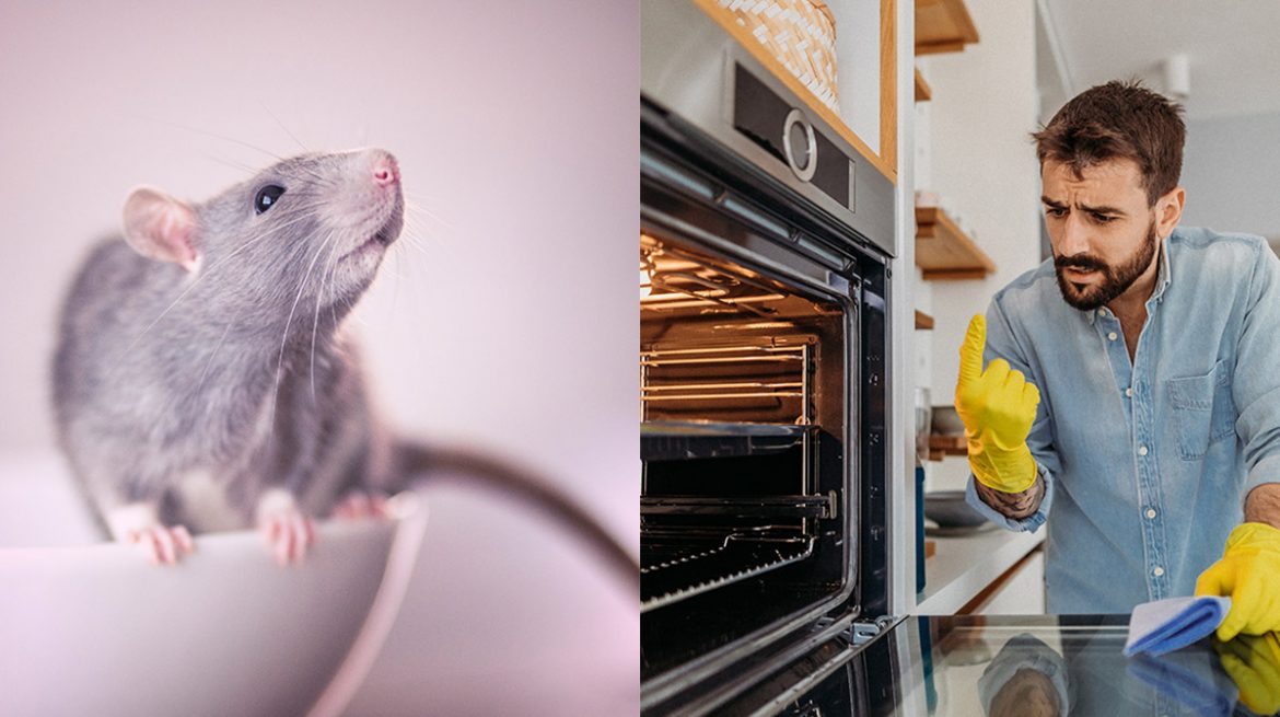 Cómo ahuyentar una rata de la estufa