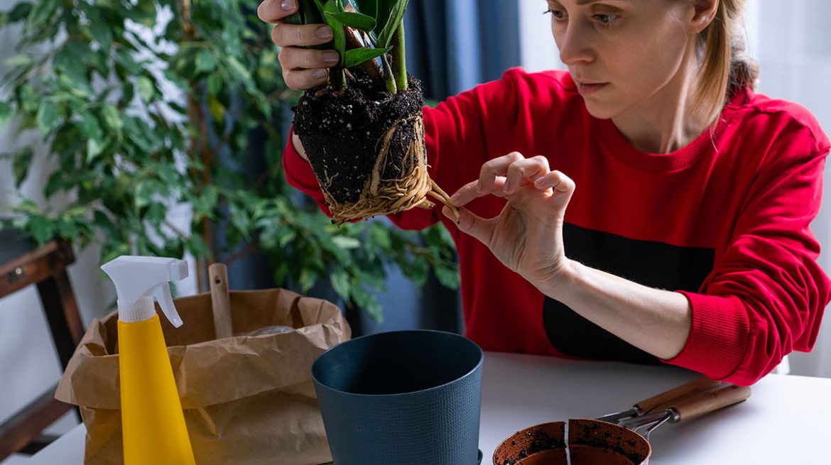 Cómo evitar que mi planta se marchite