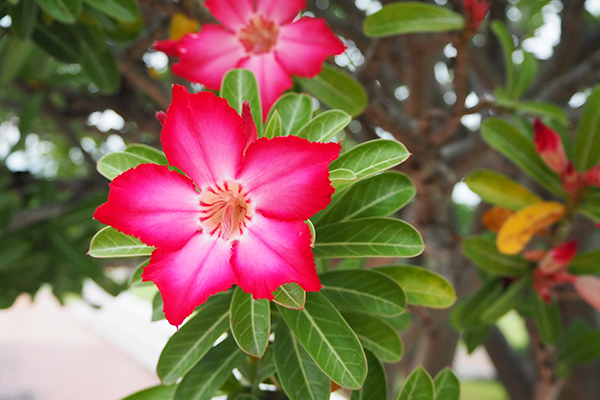 Rosa del desierto