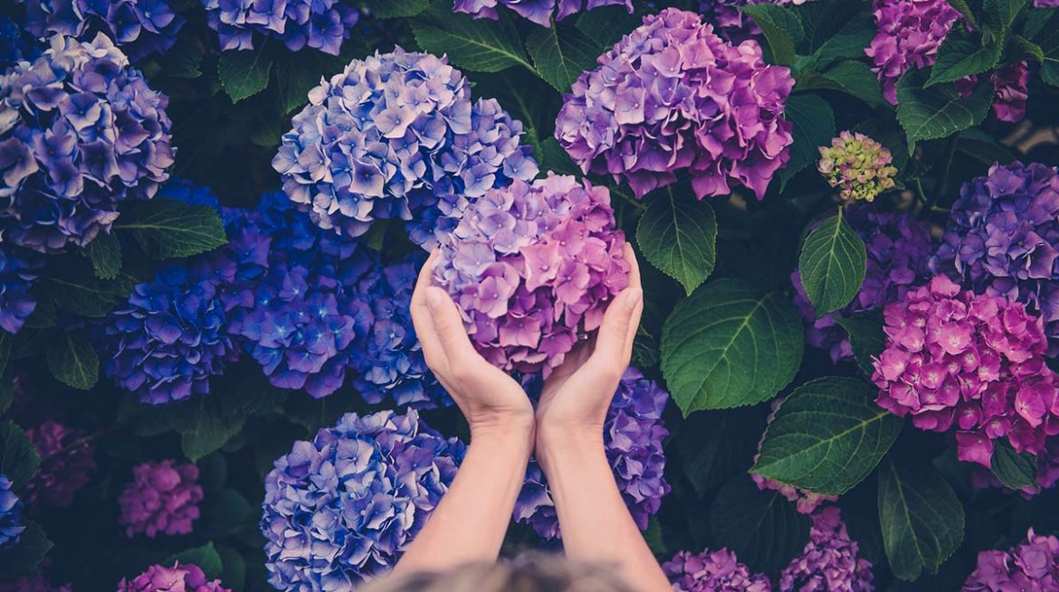 Hortensias