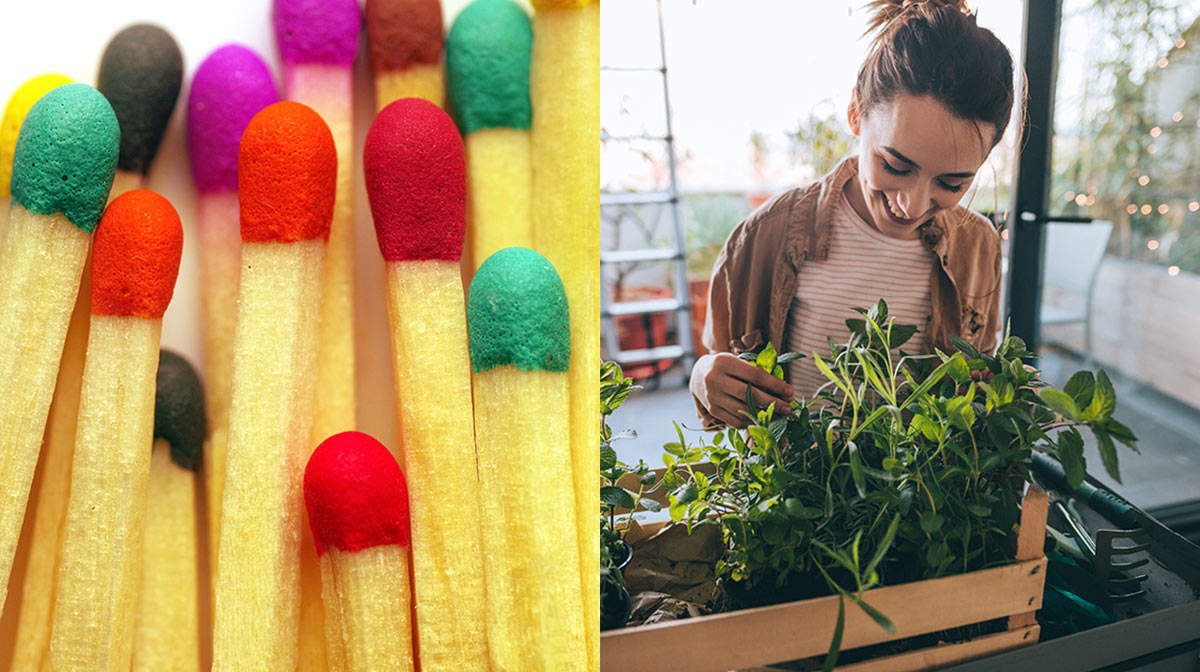 Cerillos Para Revivir Tus Plantas Conoce Esta Técnica De Jardinería 3045