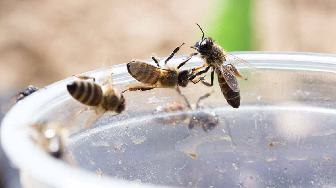 Cómo ahuyentar abejas sin matarlas