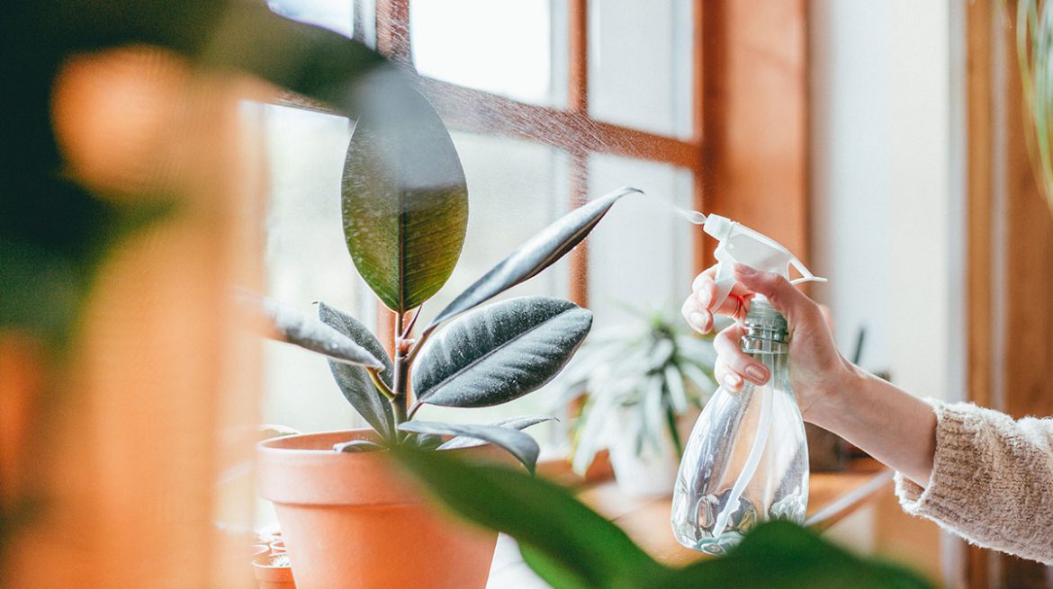 Escarabajo sanjuanero