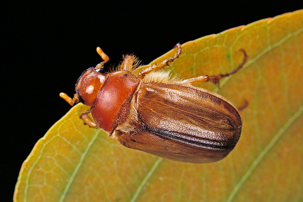 Escarabajo sanjuanero