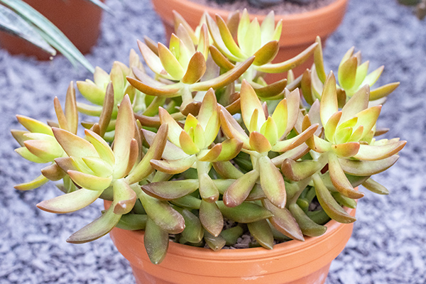 Suculenta Sedum Nussbaumerianum