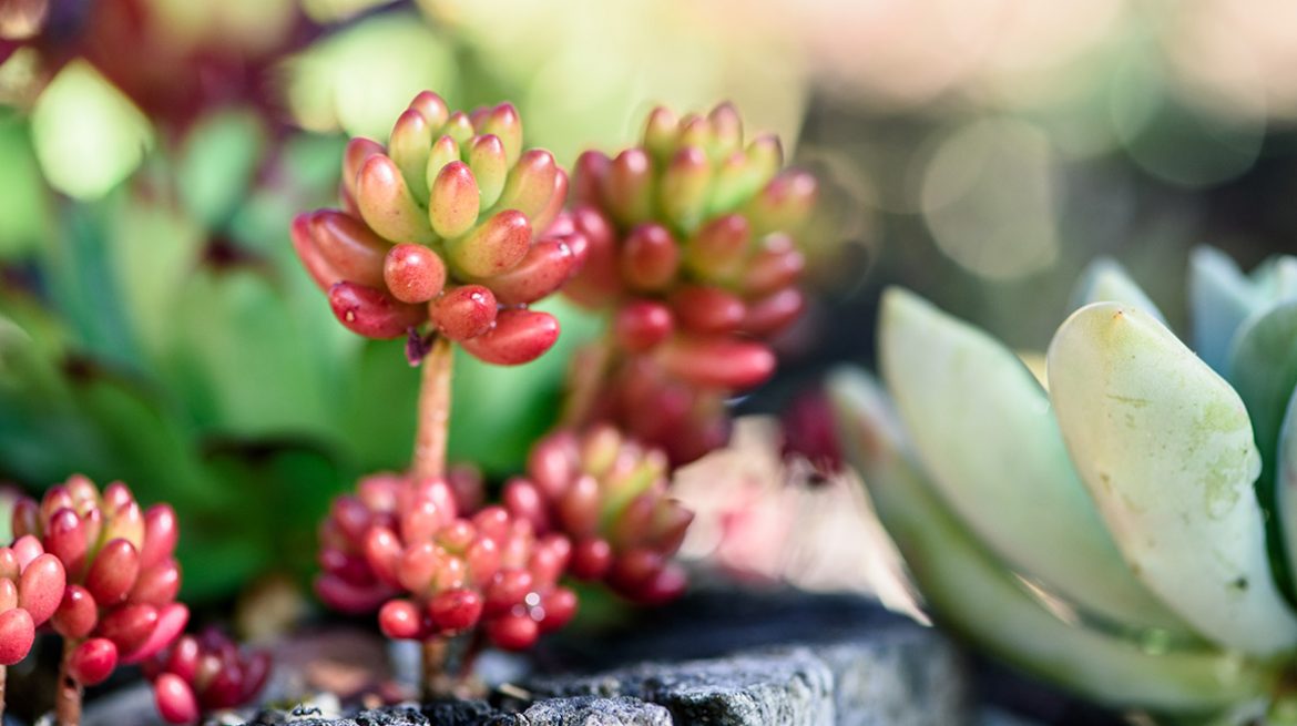Suculenta nariz de payaso
