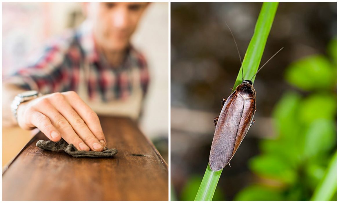 La presencia de cucarachas en casa resulta muy desagradable, además de que puede representar un riesgo para la salud de quienes viven en el hogar