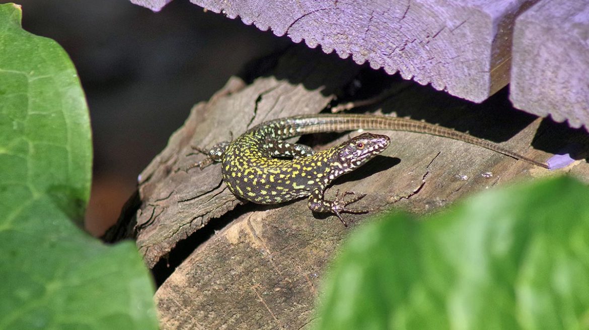 Cómo ahuyentar lagartijas