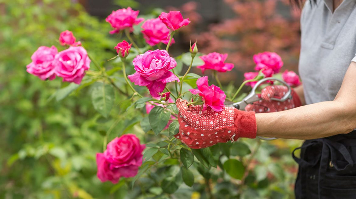 Cómo enraizar una rosa