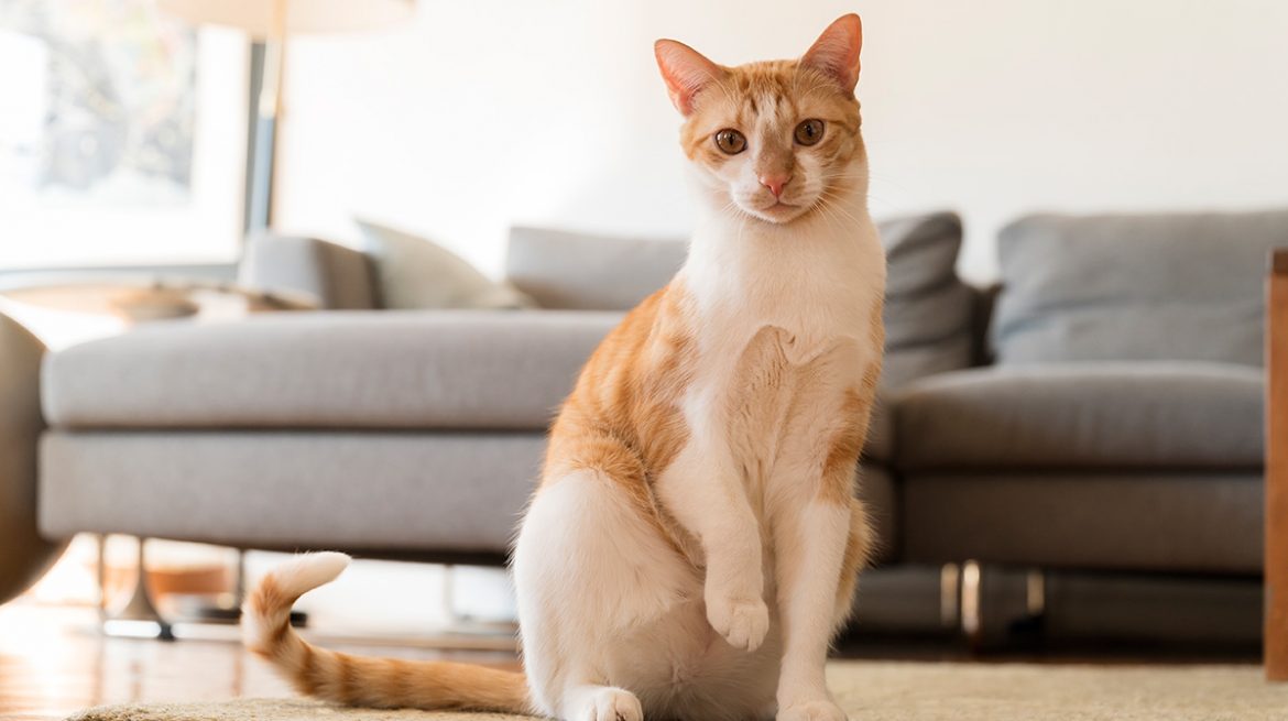 Cómo quitar el olor a orina de gato