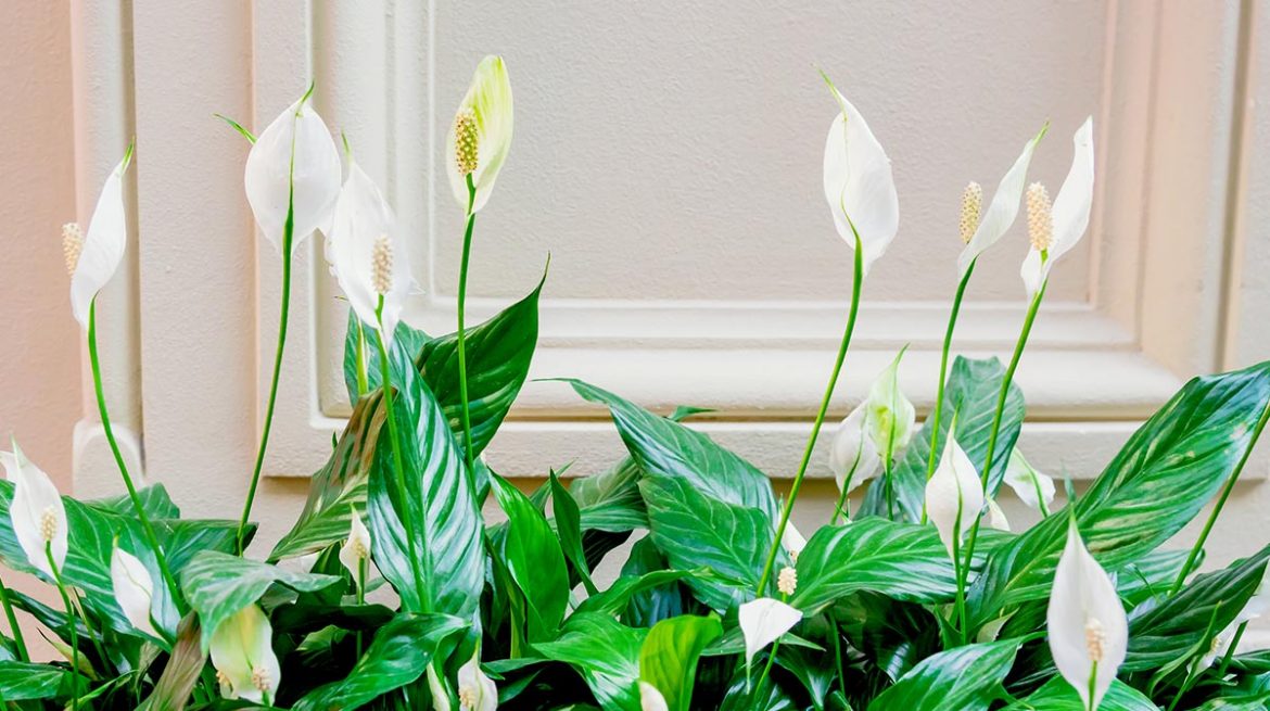 Cuna de Moisés Planta