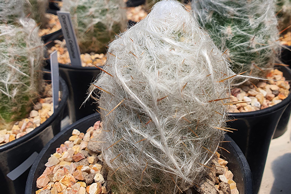 Cactus viejito