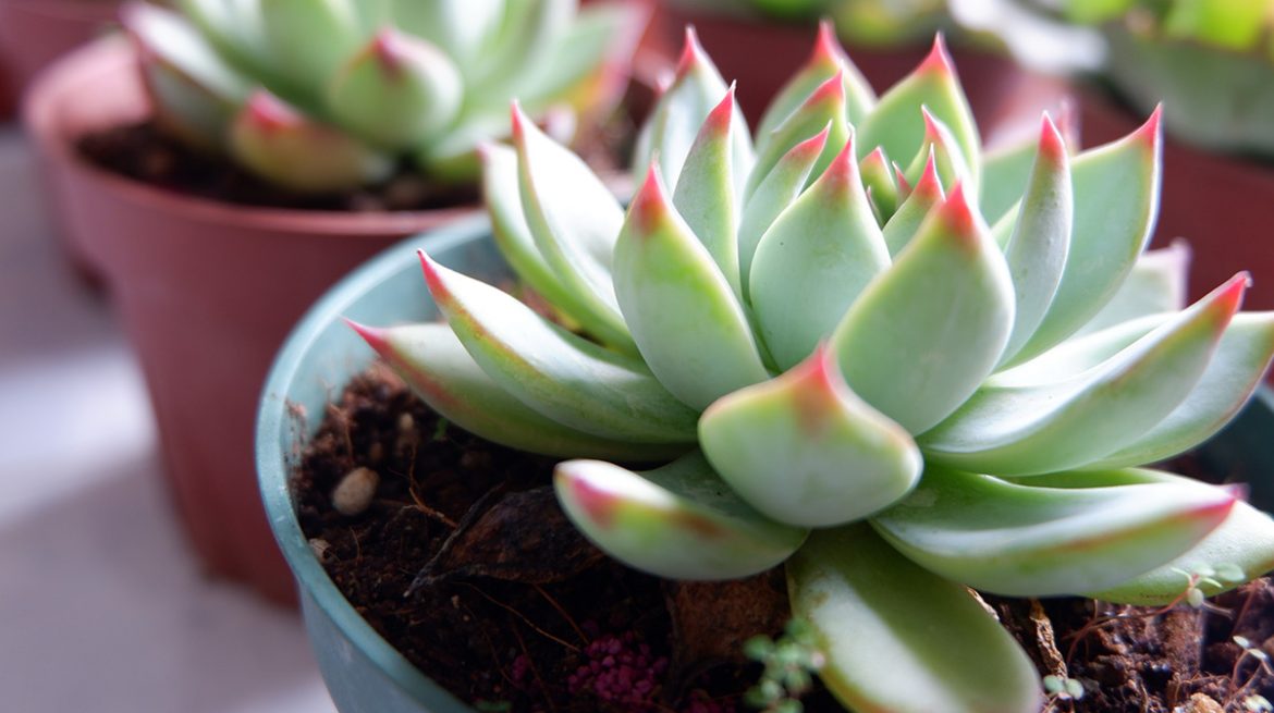 Suculenta water lily