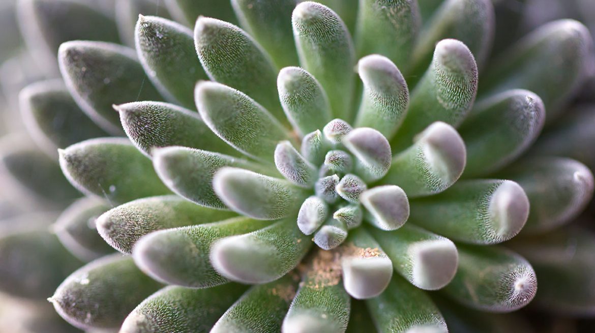 Suculenta yunnanensis