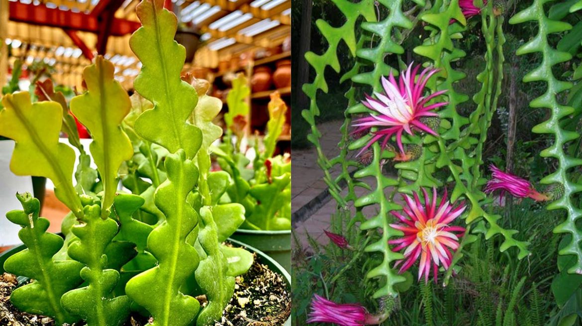 Suculenta zig zag o espina de pescado