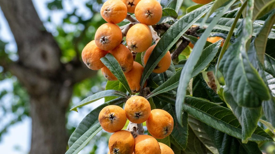 Árbol De Níspero Te Decimos Cómo Sembrarlo A Partir De Una Semilla