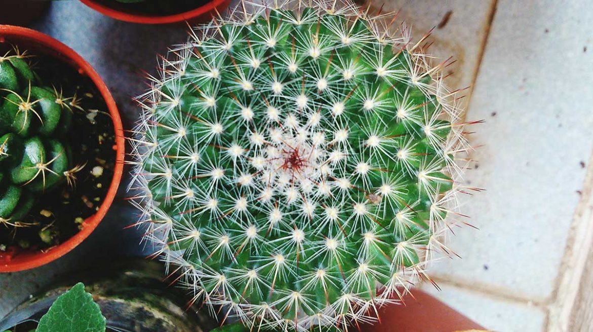 Cactus bola de oro