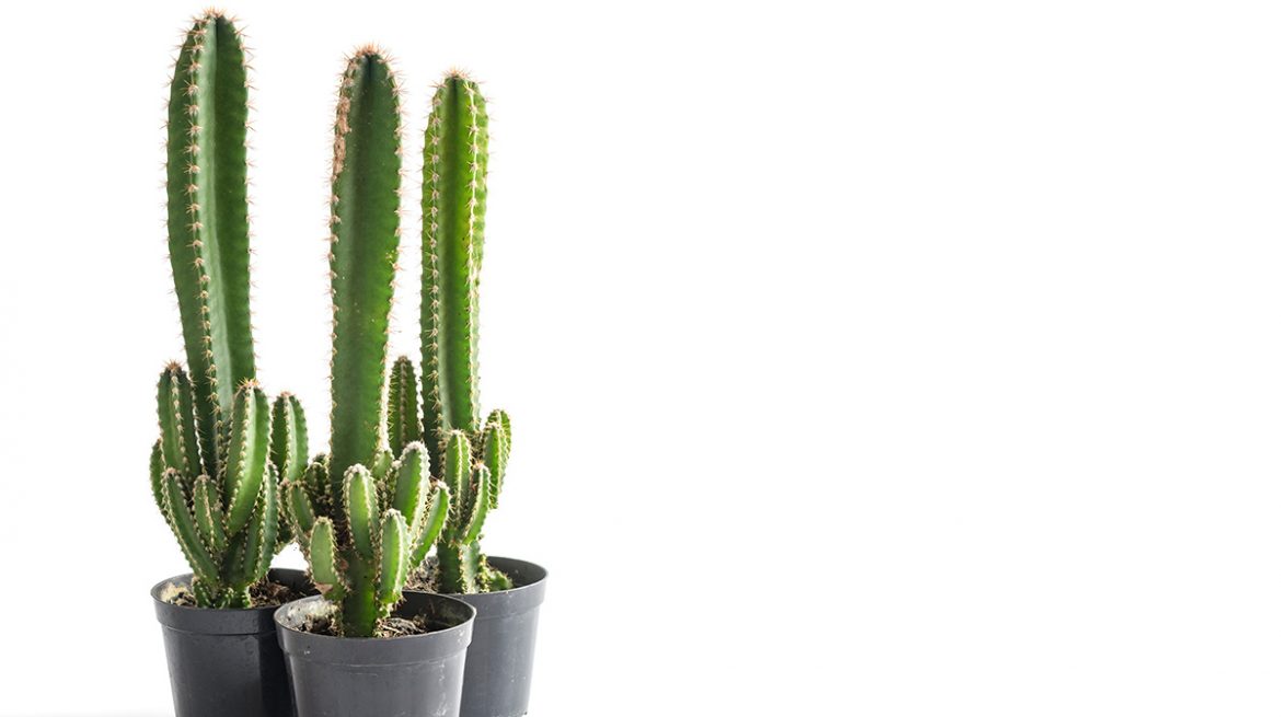 Cactus castillo de hadas