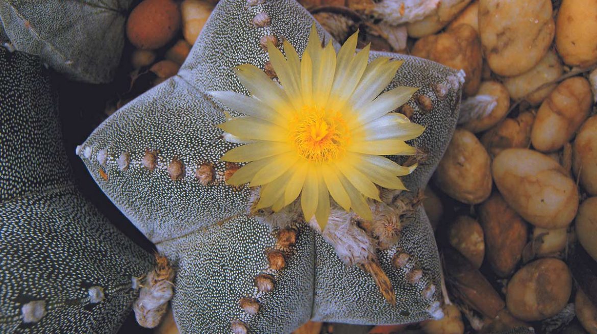 Cactus estrella